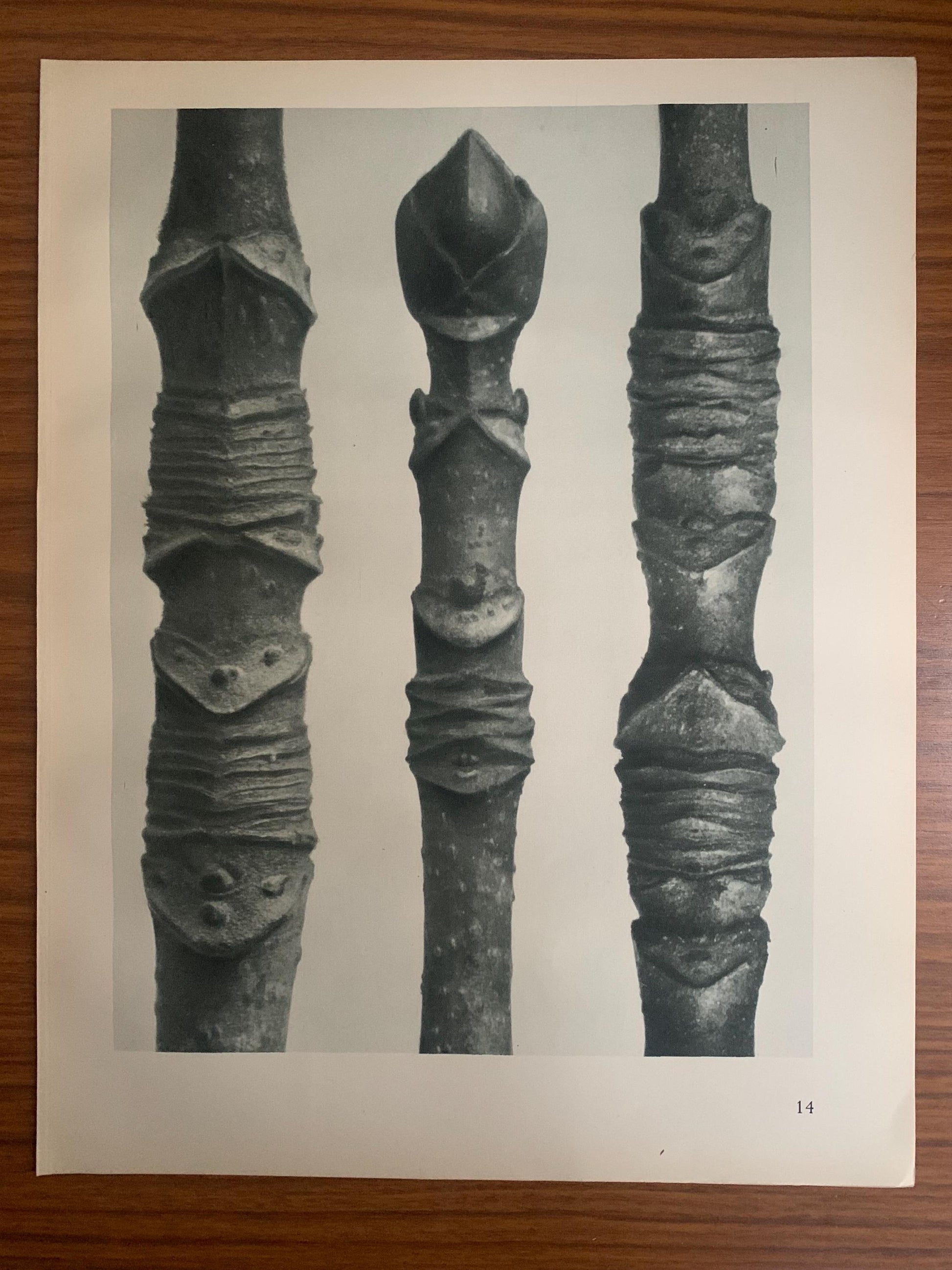 1929 Karl Blossfeldt Print - ACER (MAPLE TREE) - Abstract Photogravure - Plant Tree - Botanical Wall Art - 9.5 x 12 Inch