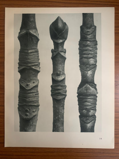 1929 Karl Blossfeldt Print - ACER (MAPLE TREE) - Abstract Photogravure - Plant Tree - Botanical Wall Art - 9.5 x 12 Inch