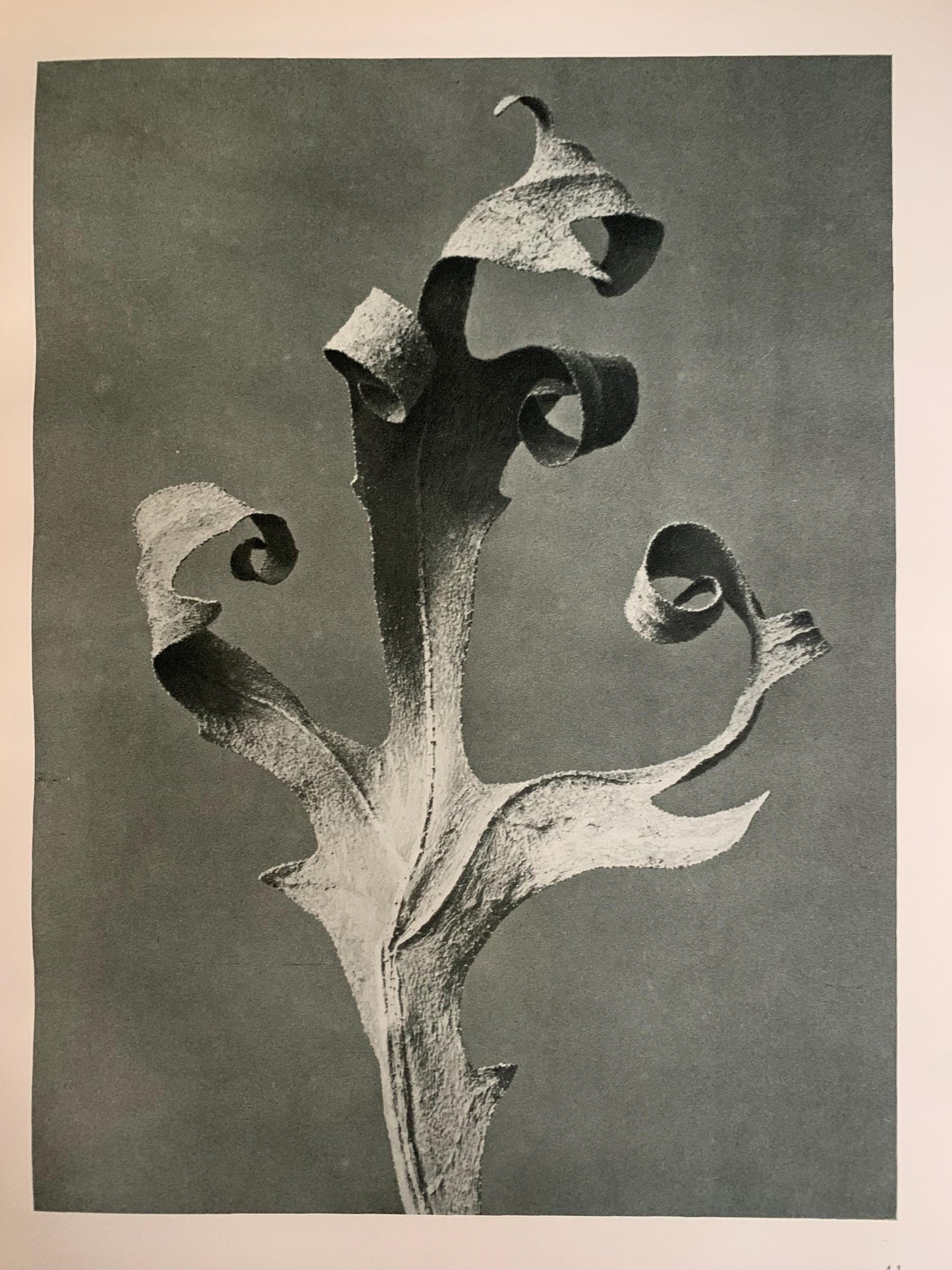 1929 Karl Blossfeldt Print - COMPASS PLANT - Abstract Photogravure - Plant Tree - Botanical Wall Art - 9.5 x 12 Inch