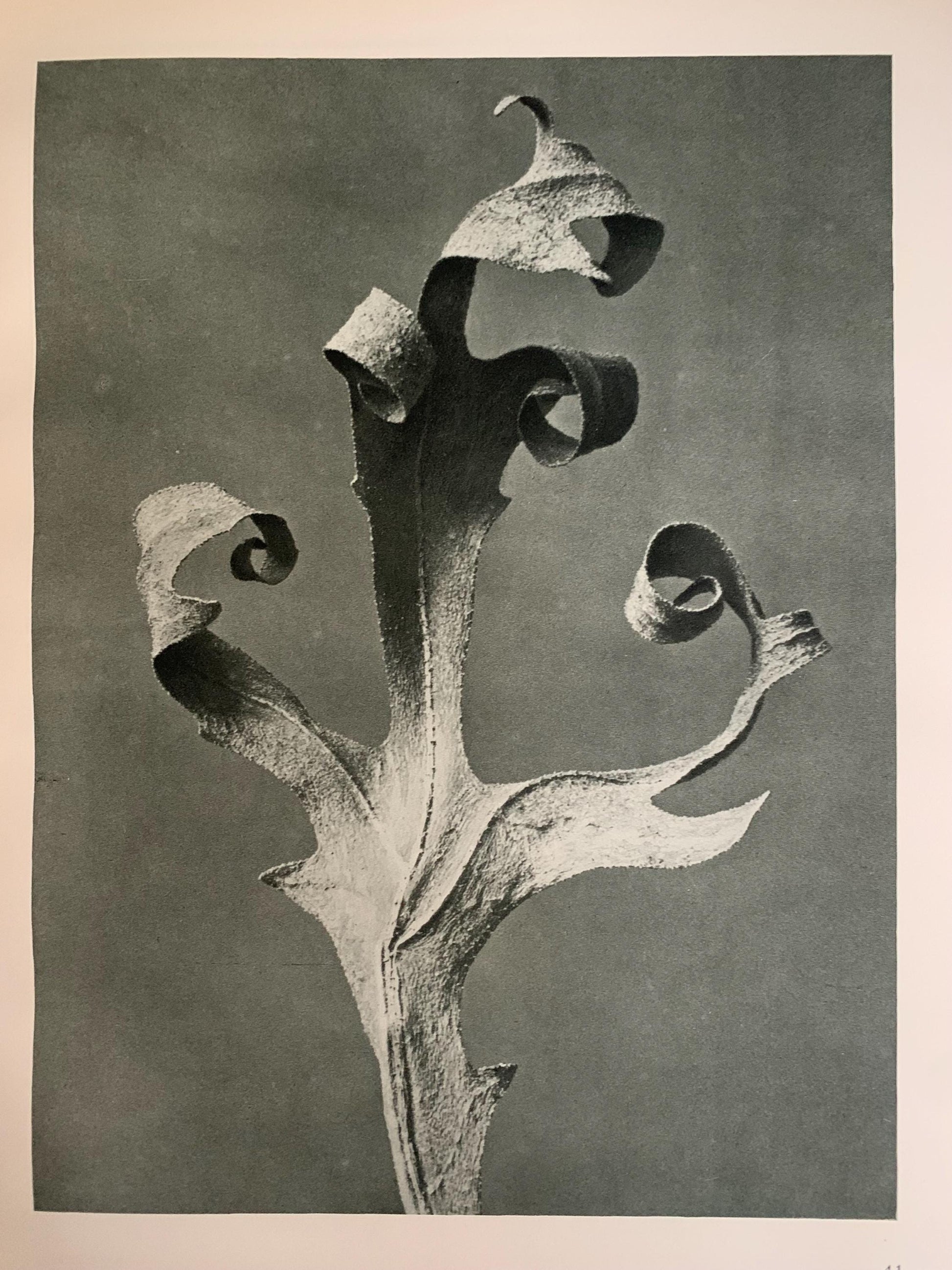 1929 Karl Blossfeldt Print - COMPASS PLANT - Abstract Photogravure - Plant Tree - Botanical Wall Art - 9.5 x 12 Inch