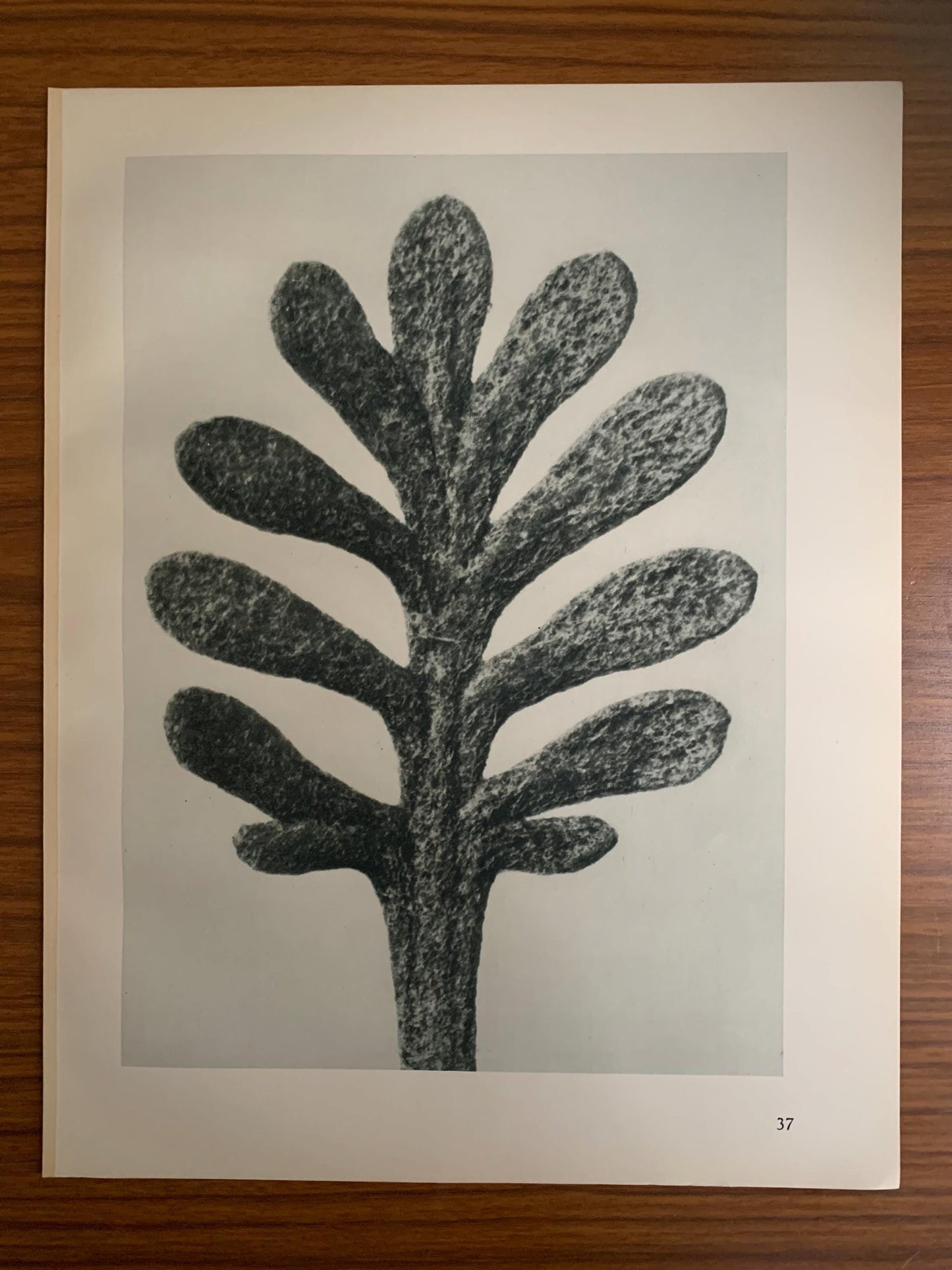 1929 Karl Blossfeldt Print - YARROW LEAF - Abstract Photogravure - Plant Tree - Botanical Wall Art - 9.5 x 12 Inch