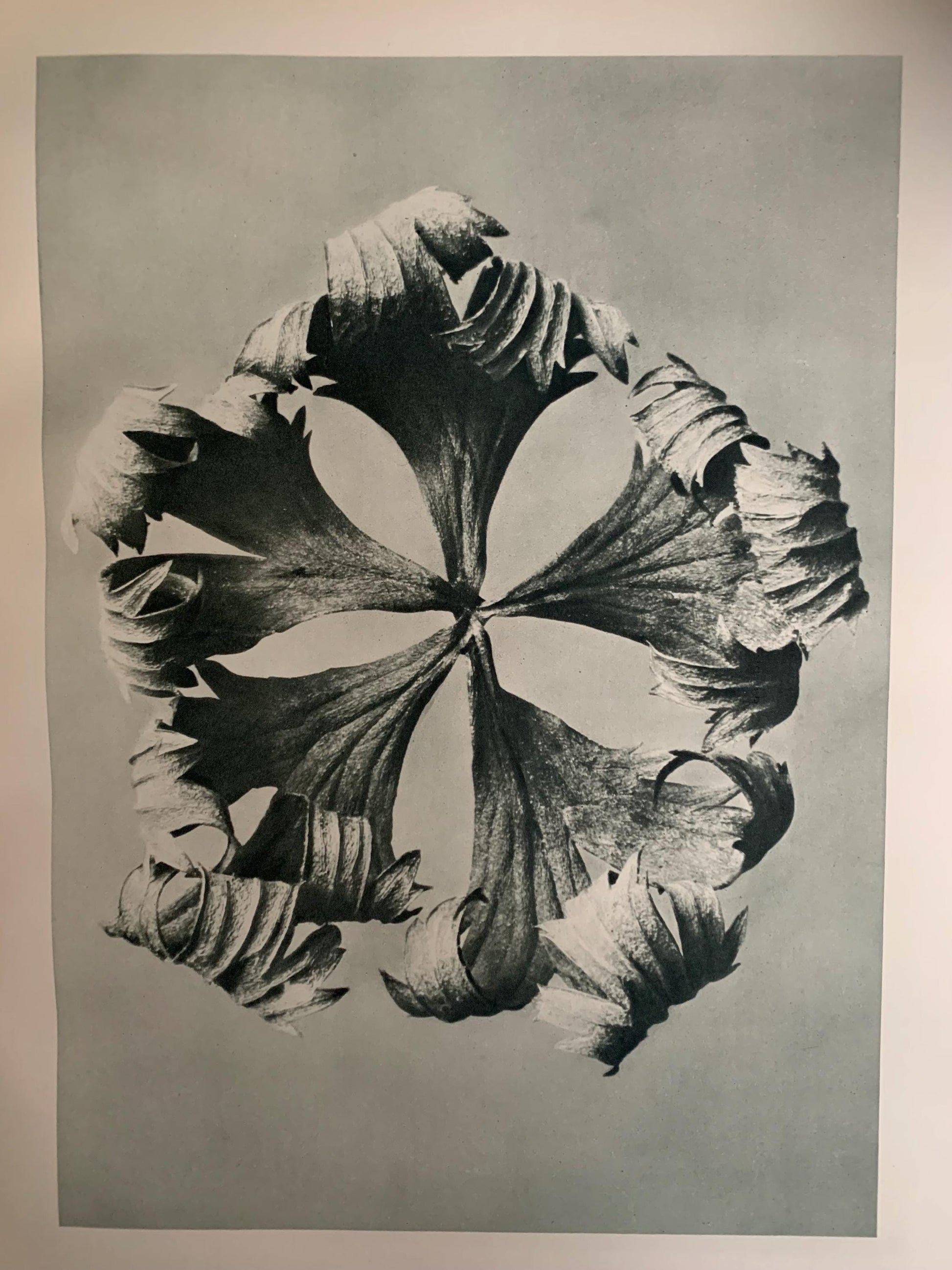 1929 Karl Blossfeldt Print - GLOBE FLOWER Plant Study - Abstract Photogravure - Plant Tree - Botanical Wall Art - 9.5 x 12 Inch