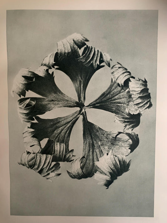 1929 Karl Blossfeldt Print - GLOBE FLOWER Plant Study - Abstract Photogravure - Plant Tree - Botanical Wall Art - 9.5 x 12 Inch