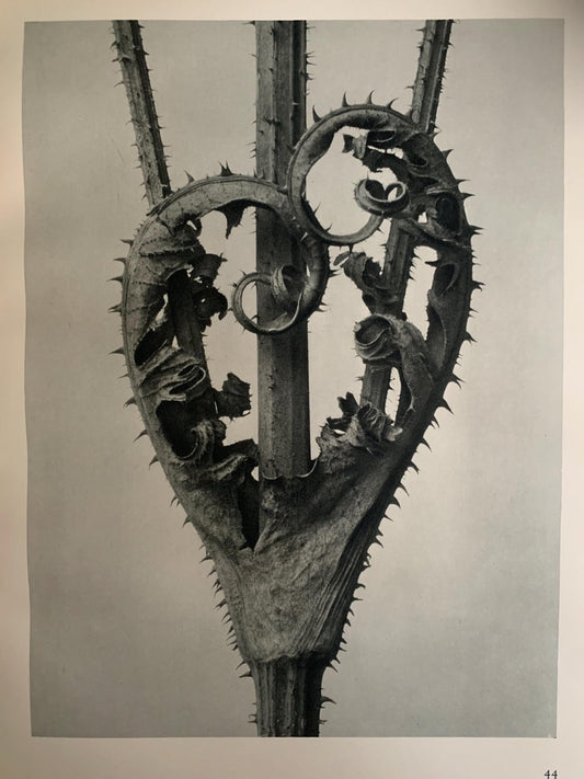 1929 Karl Blossfeldt Print - CUTLEAF TEASEL - Abstract Photogravure - Plant Tree - Botanical Wall Art - 9.5 x 12 Inch