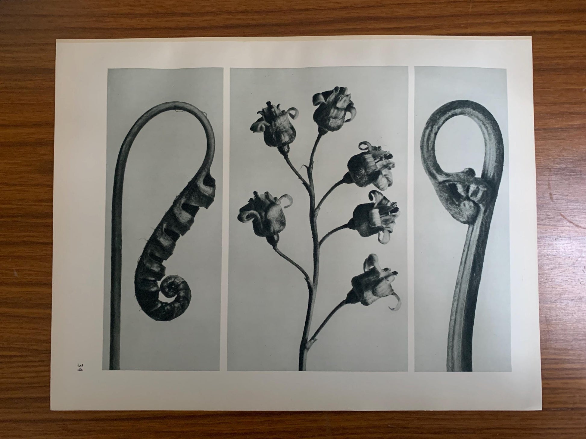 1929 Karl Blossfeldt Print - FERN & BRACKEN - Abstract Photogravure - Plant Tree - Botanical Wall Art - 9.5 x 12 Inch