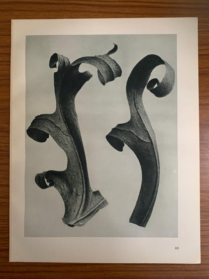 1929 Karl Blossfeldt Print - COMPASS PLANT LEAVES - Abstract Photogravure - Plant Tree - Botanical Wall Art - 9.5 x 12 Inch