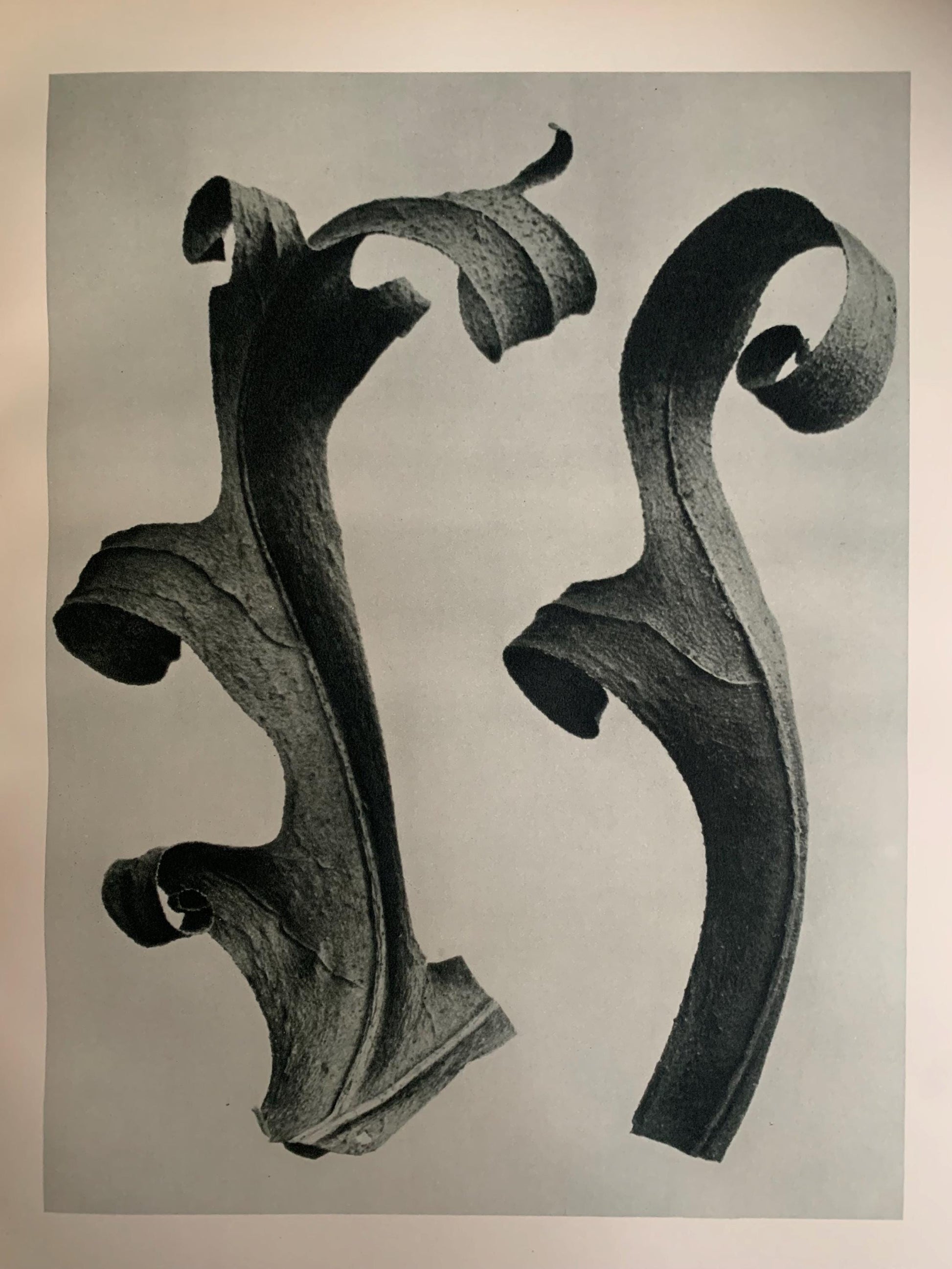 1929 Karl Blossfeldt Print - COMPASS PLANT LEAVES - Abstract Photogravure - Plant Tree - Botanical Wall Art - 9.5 x 12 Inch