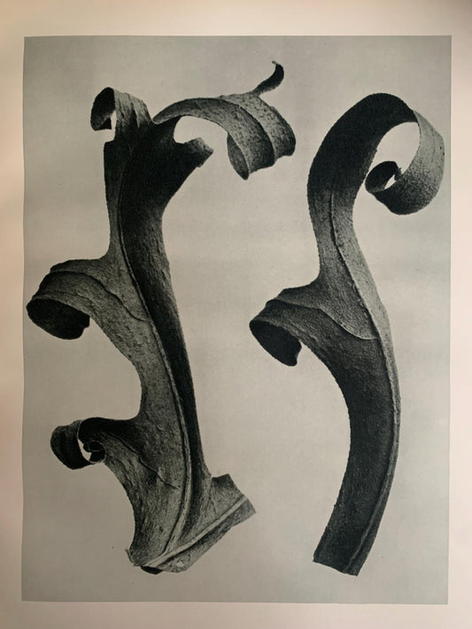 1929 Karl Blossfeldt Print - COMPASS PLANT LEAVES - Abstract Photogravure - Plant Tree - Botanical Wall Art - 9.5 x 12 Inch