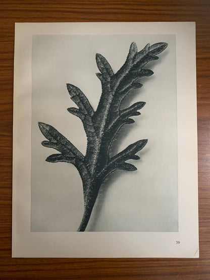 1929 Karl Blossfeldt Print - VERBENA CANADENSIS - Abstract Photogravure - Plant Tree - Botanical Wall Art - 9.5 x 12 Inch