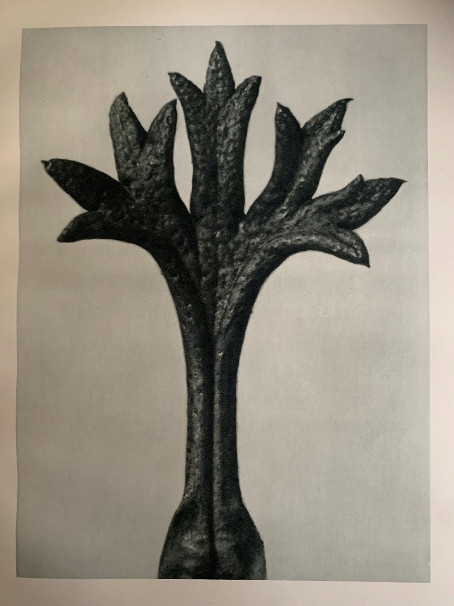 1929 Karl Blossfeldt Print - SAXIFRAGE LEAF - Abstract Photogravure - Plant Tree - Botanical Wall Art - 9.5 x 12 Inch