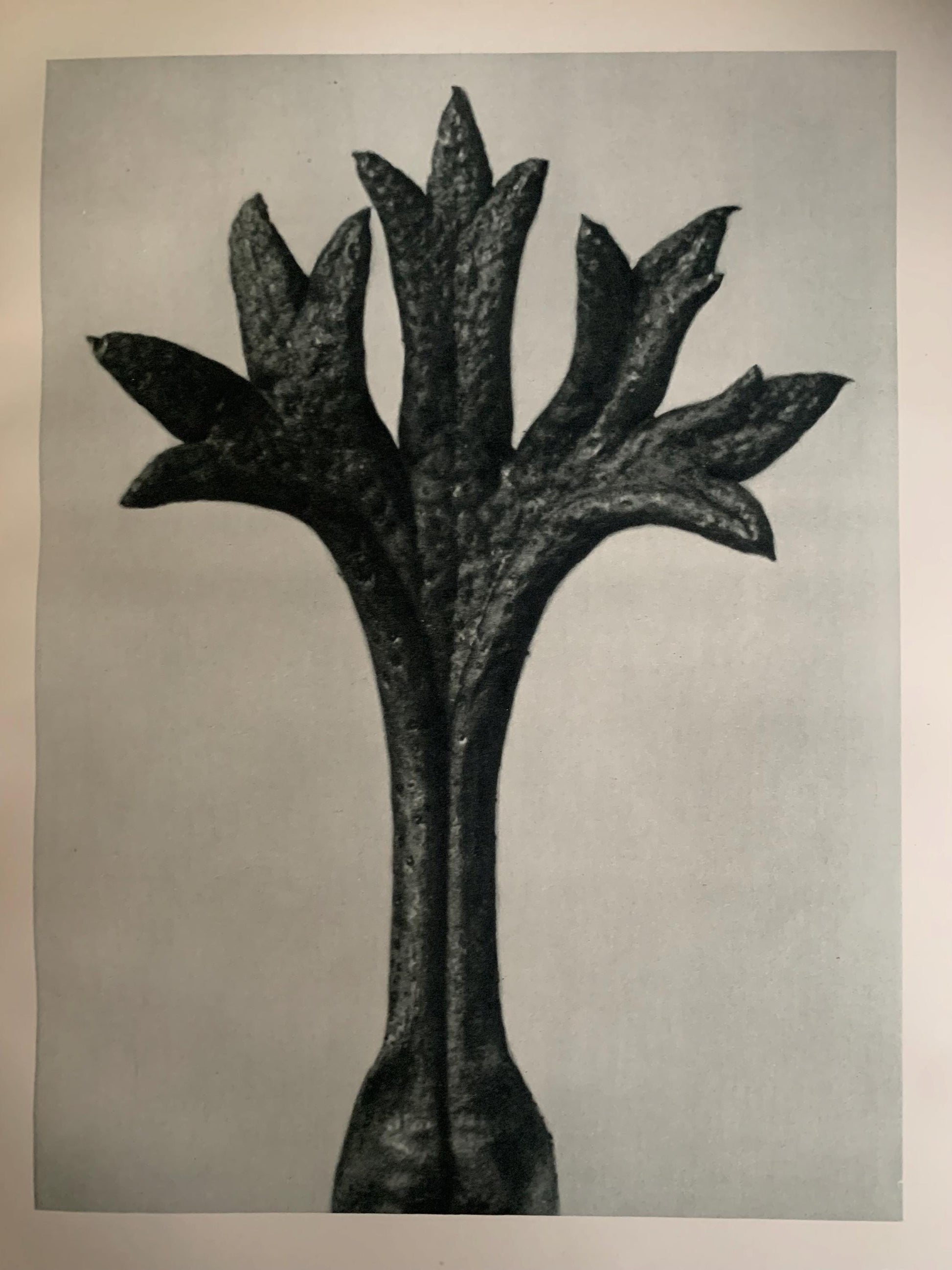 1929 Karl Blossfeldt Print - SAXIFRAGE LEAF - Abstract Photogravure - Plant Tree - Botanical Wall Art - 9.5 x 12 Inch