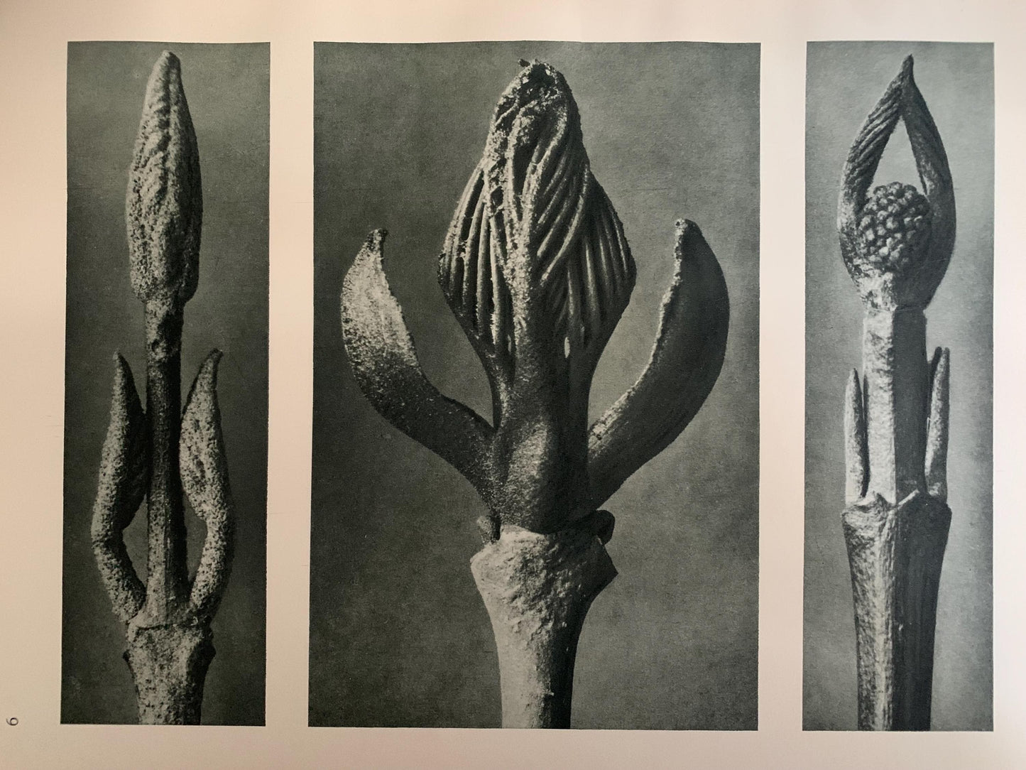 1929 Karl Blossfeldt Print - FLOWERING ASH & DOGWOOD - Abstract Photogravure - Plant Tree - Botanical Wall Art - 9.5 x 12 Inch