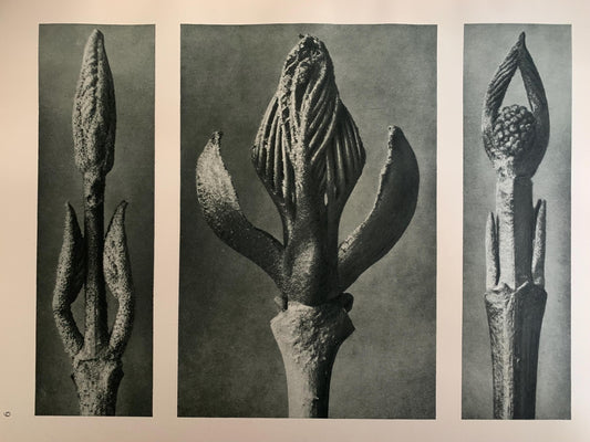 1929 Karl Blossfeldt Print - FLOWERING ASH & DOGWOOD - Abstract Photogravure - Plant Tree - Botanical Wall Art - 9.5 x 12 Inch
