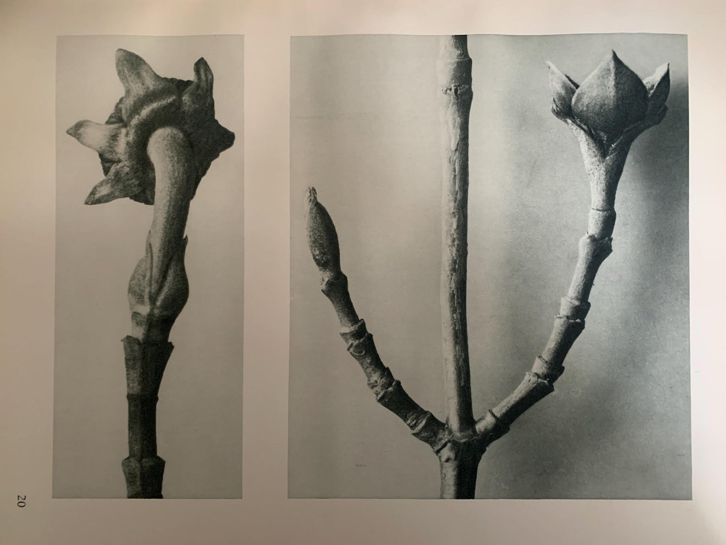 1929 Karl Blossfeldt Print - PACIFIC DOGWOOD - Abstract Photogravure - Plant Tree - Botanical Wall Art - 9.5 x 12 Inch