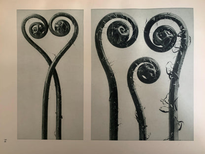 1929 Karl Blossfeldt Print - AMERICAN MAIDENHAIR FERN - Abstract Photogravure - Plant Tree - Botanical Wall Art - 9.5 x 12 Inch