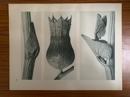 1929 Karl Blossfeldt Print - BIRTHWORT FLOWERS - Abstract Photogravure - Plant Tree - Botanical Wall Art - 9.5 x 12 Inch