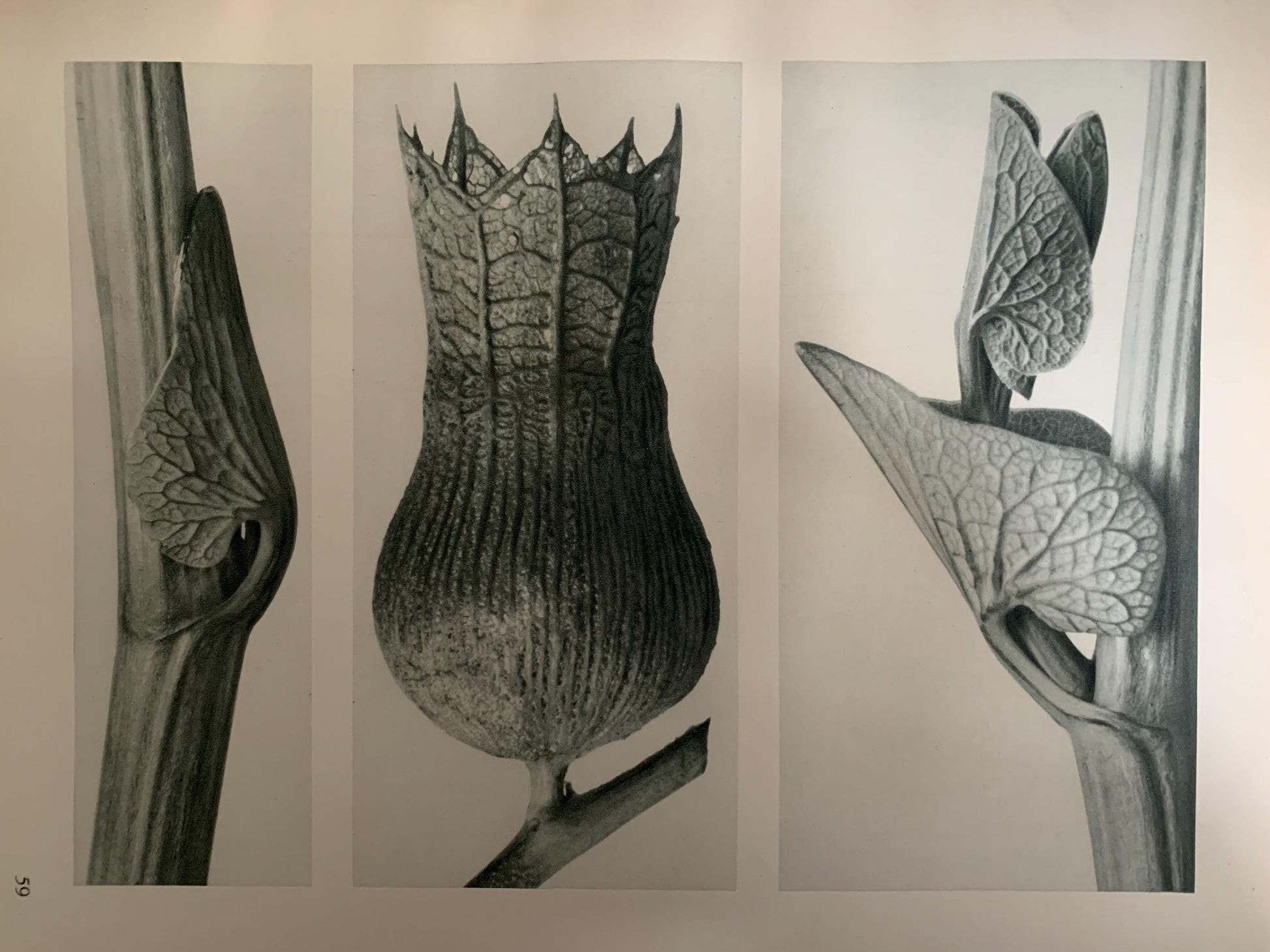 1929 Karl Blossfeldt Print - BIRTHWORT FLOWERS - Abstract Photogravure - Plant Tree - Botanical Wall Art - 9.5 x 12 Inch