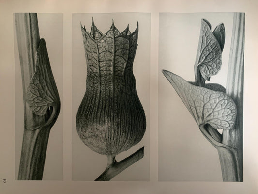 1929 Karl Blossfeldt Print - BIRTHWORT FLOWERS - Abstract Photogravure - Plant Tree - Botanical Wall Art - 9.5 x 12 Inch