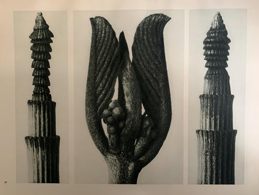 1929 Karl Blossfeldt Print - WINTER HORSETAIL - Abstract Photogravure - Plant Tree - Botanical Wall Art - 9.5 x 12 Inch