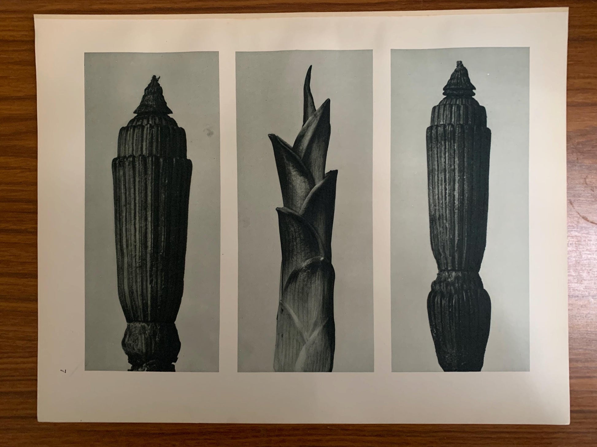 1929 Karl Blossfeldt Print - WINTER HORSETAIL - Abstract Photogravure - Plant Tree - Botanical Wall Art - 9.5 x 12 Inch