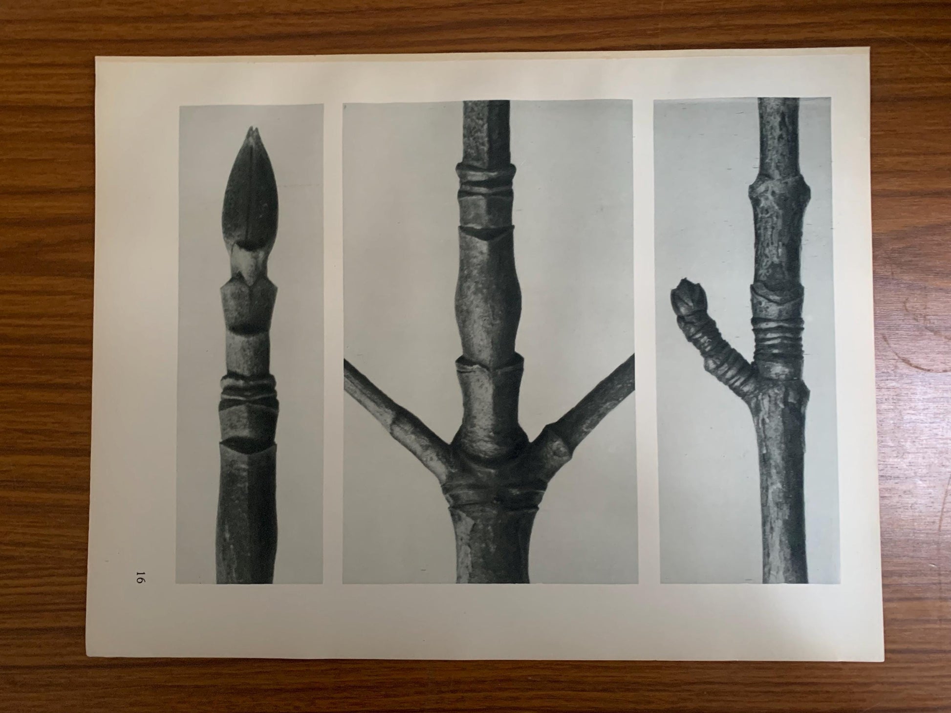 1929 Karl Blossfeldt Print - PACIFIC DOGWOOD - Abstract Photogravure - Plant Tree - Botanical Wall Art - 9.5 x 12 Inch