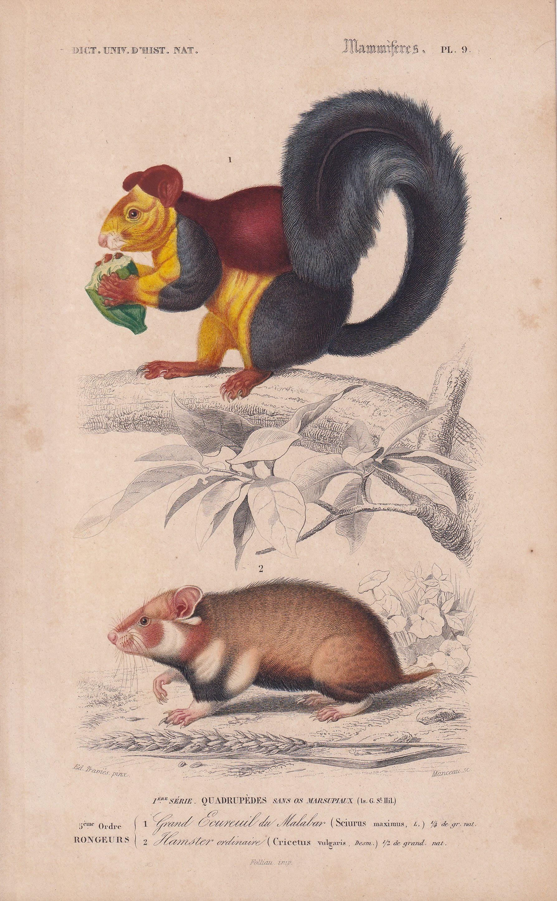 1861 GIANT SQUIRREL & HAMSTER Print - Hand-Coloured Antique Print - Orbigny - Animal Wall Art - Gift Decor - 5.75 x 9.75 Inch