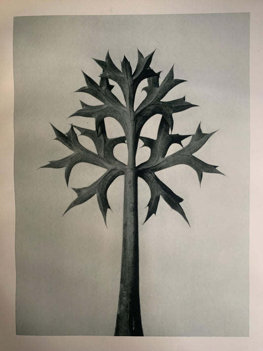 1929 Karl Blossfeldt Print - SEA HOLLY LEAVES - Abstract Photogravure - Plant Tree - Botanical Wall Art - 9.5 x 12 Inch