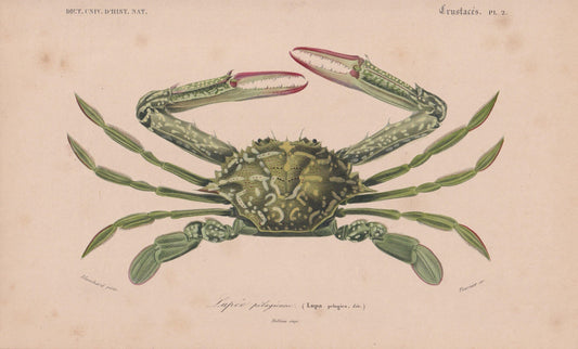 1861 GREEN SWIMMING CRAB Print - Hand-Coloured Antique Print - Orbigny - Animal Wall Art - Gift Decor - 5.75 x 9.75 Inches