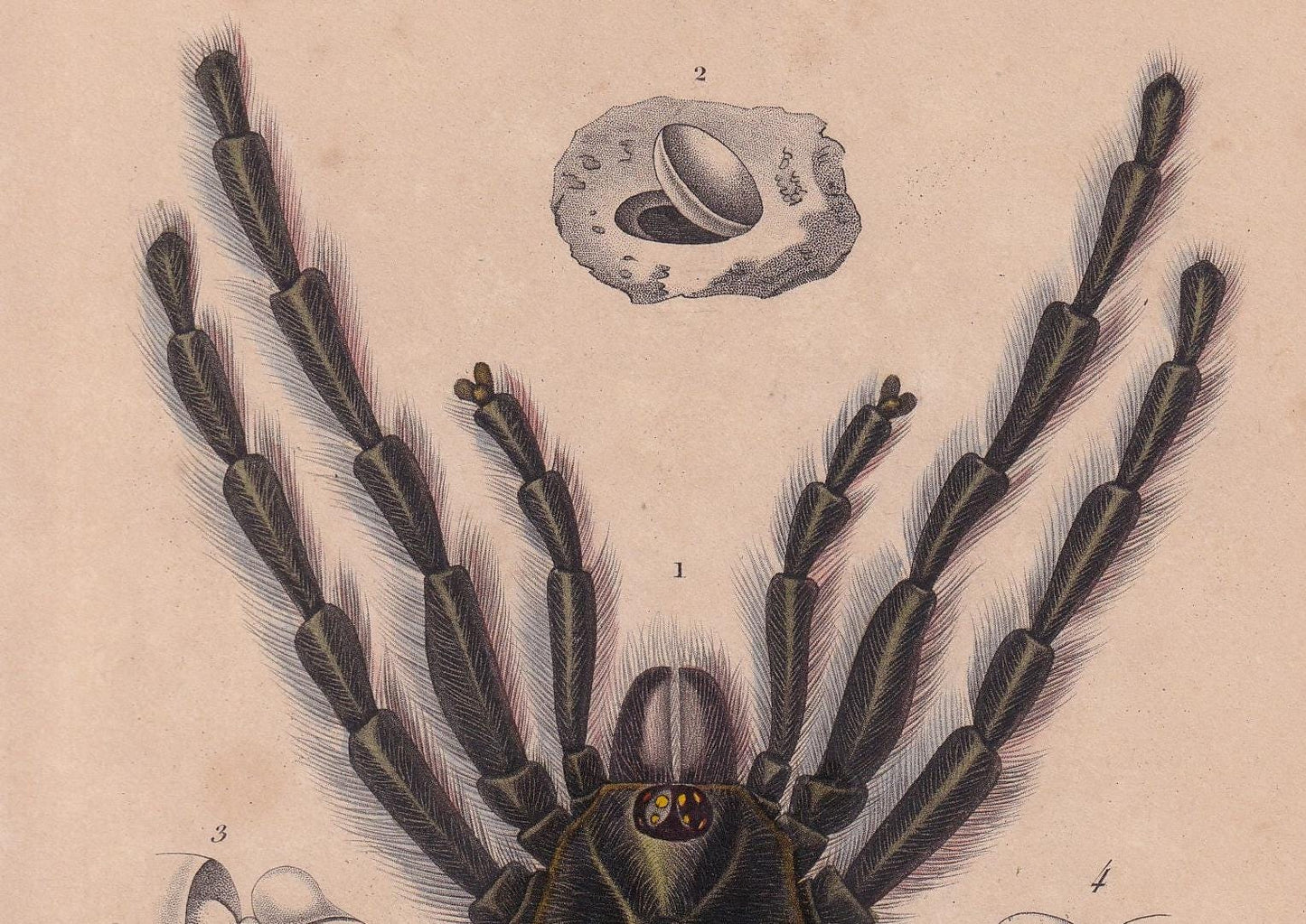 1861 TARANTULA SPIDER Print - Hand-Coloured Antique Print - Orbigny - Animal Wall Art - Gift Decor - 19th Century - 5.75 x 9.75 Inches