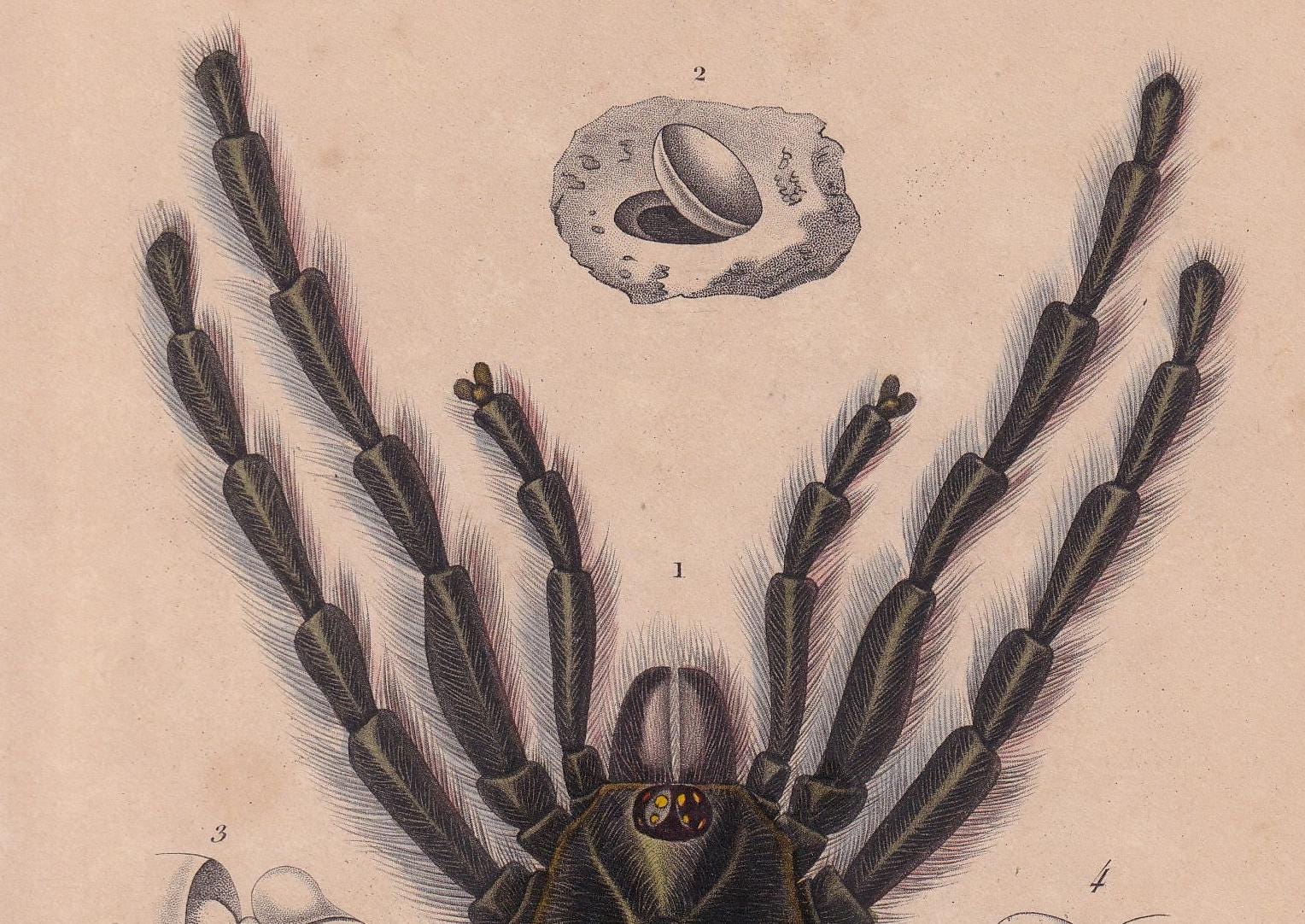 1861 TARANTULA SPIDER Print - Hand-Coloured Antique Print - Orbigny - Animal Wall Art - Gift Decor - 19th Century - 5.75 x 9.75 Inches