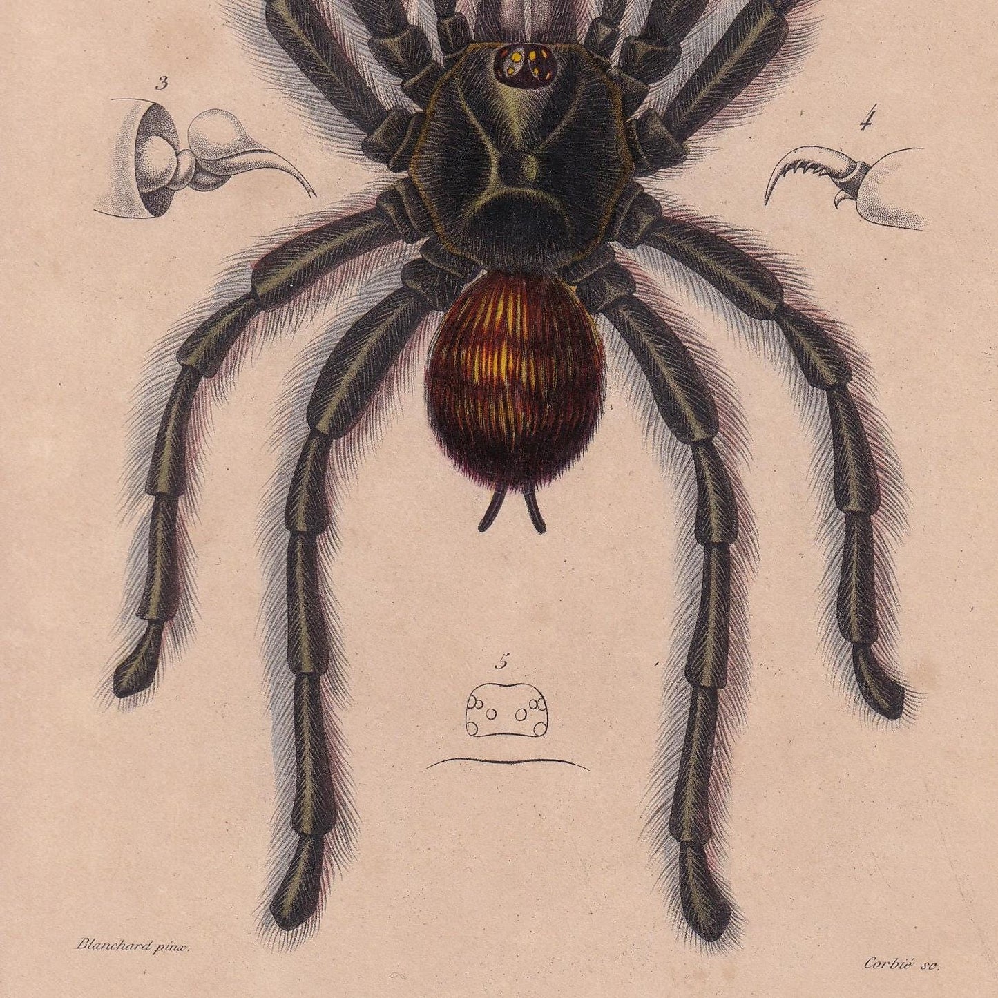 1861 TARANTULA SPIDER Print - Hand-Coloured Antique Print - Orbigny - Animal Wall Art - Gift Decor - 19th Century - 5.75 x 9.75 Inches