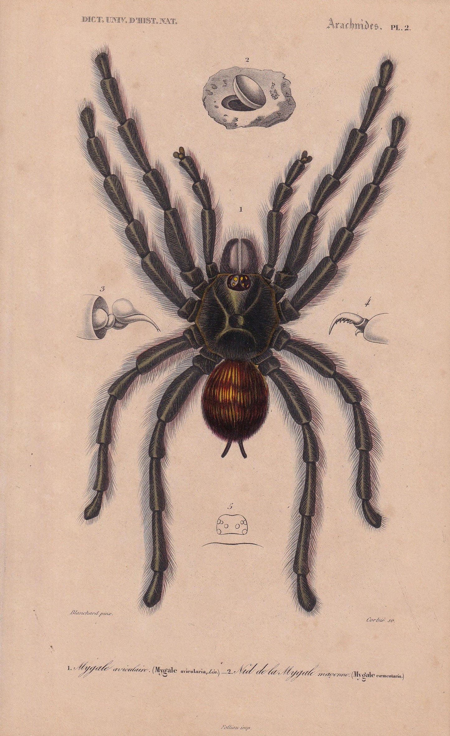 1861 TARANTULA SPIDER Print - Hand-Coloured Antique Print - Orbigny - Animal Wall Art - Gift Decor - 19th Century - 5.75 x 9.75 Inches