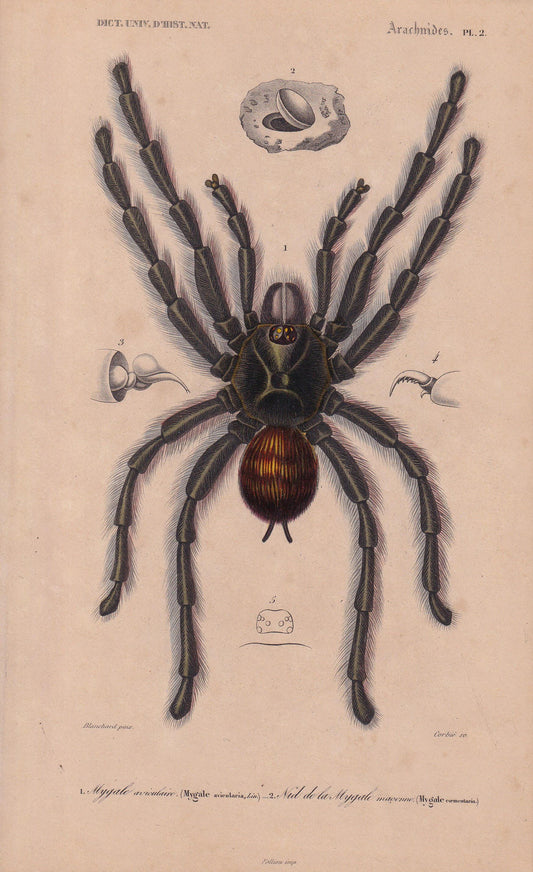 1861 TARANTULA SPIDER Print - Hand-Coloured Antique Print - Orbigny - Animal Wall Art - Gift Decor - 19th Century - 5.75 x 9.75 Inches