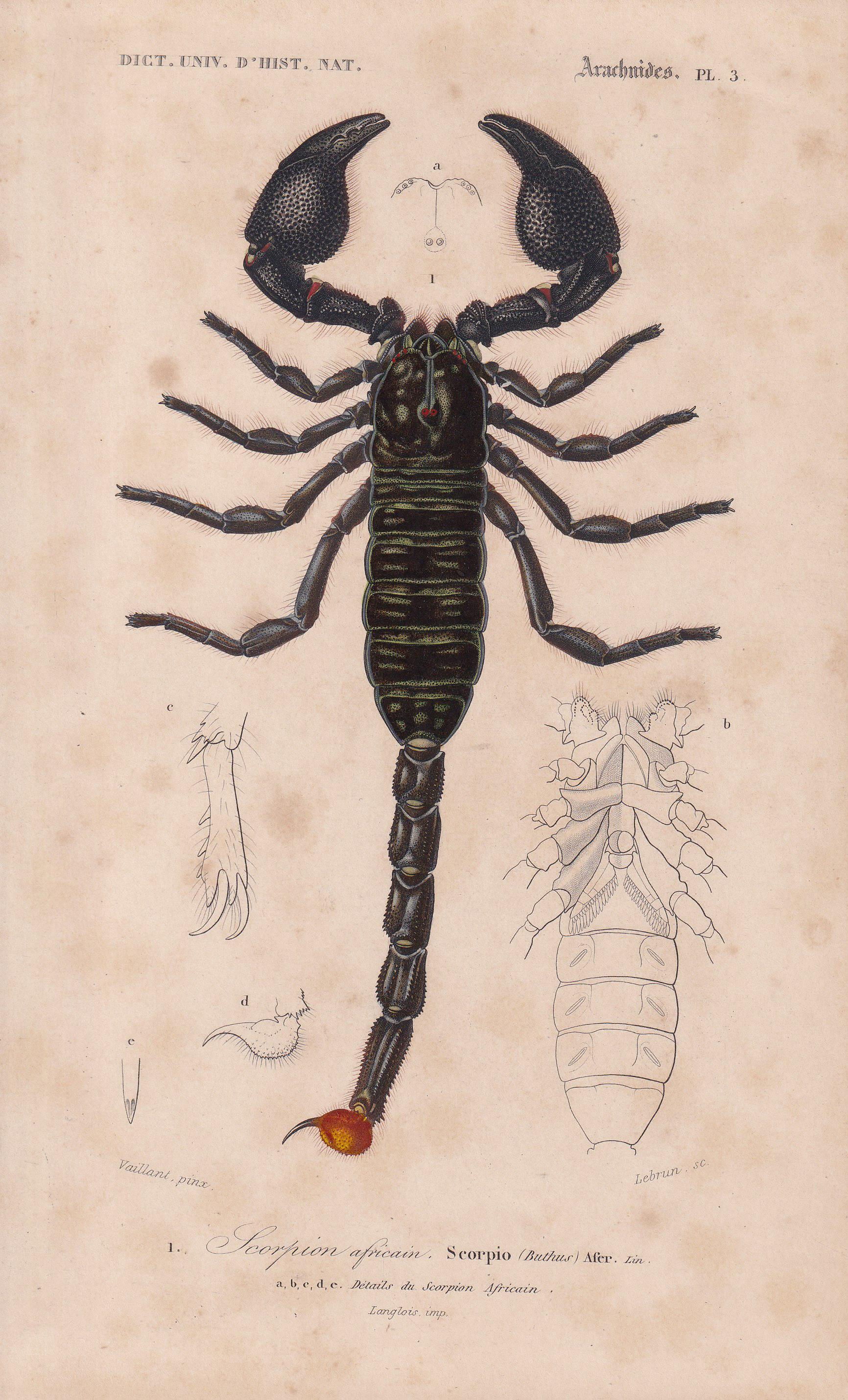 1861 AFRICAN SCORPION Print - Hand-Coloured Antique Print - Orbigny - Animal Wall Art - Gift Decor - 19th Century - 5.75 x 9.