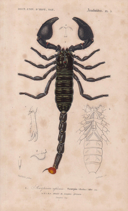 1861 AFRICAN SCORPION Print - Hand-Coloured Antique Print - Orbigny - Animal Wall Art - Gift Decor - 19th Century - 5.75 x 9.