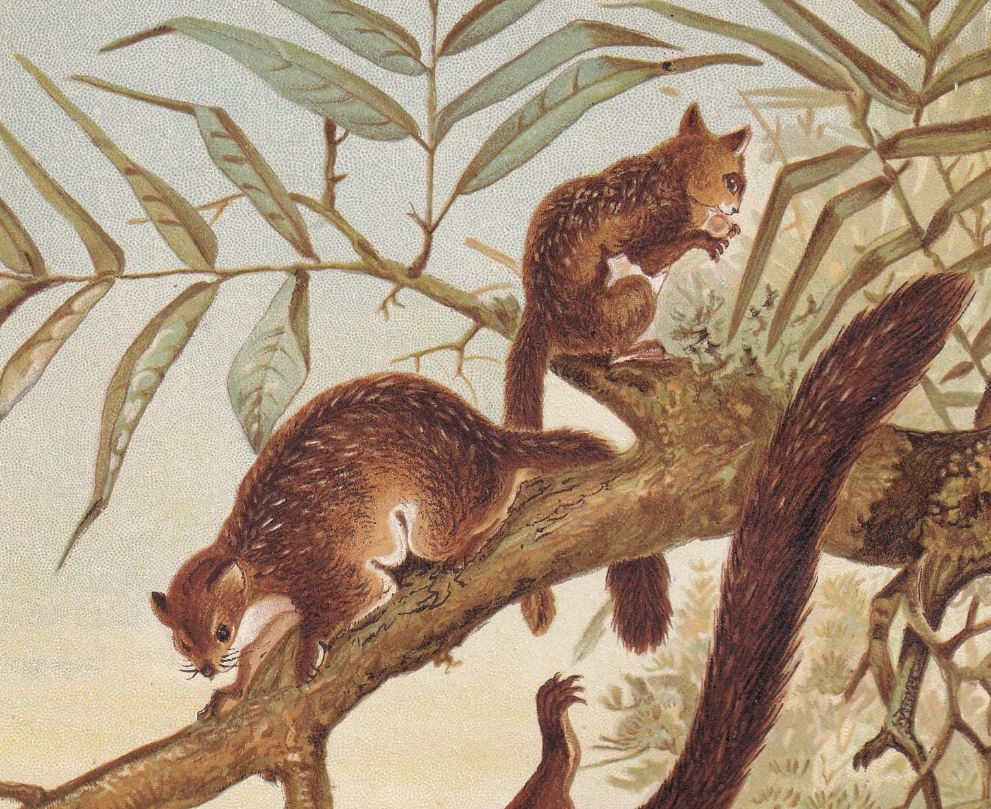 1894 FLYING SQUIRREL Print - 19th Century Antique Print - Animal Wall Art - Gift Decor - 6.75 x 10 Inches