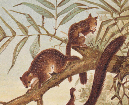 1894 FLYING SQUIRREL Print - 19th Century Antique Print - Animal Wall Art - Gift Decor - 6.75 x 10 Inches