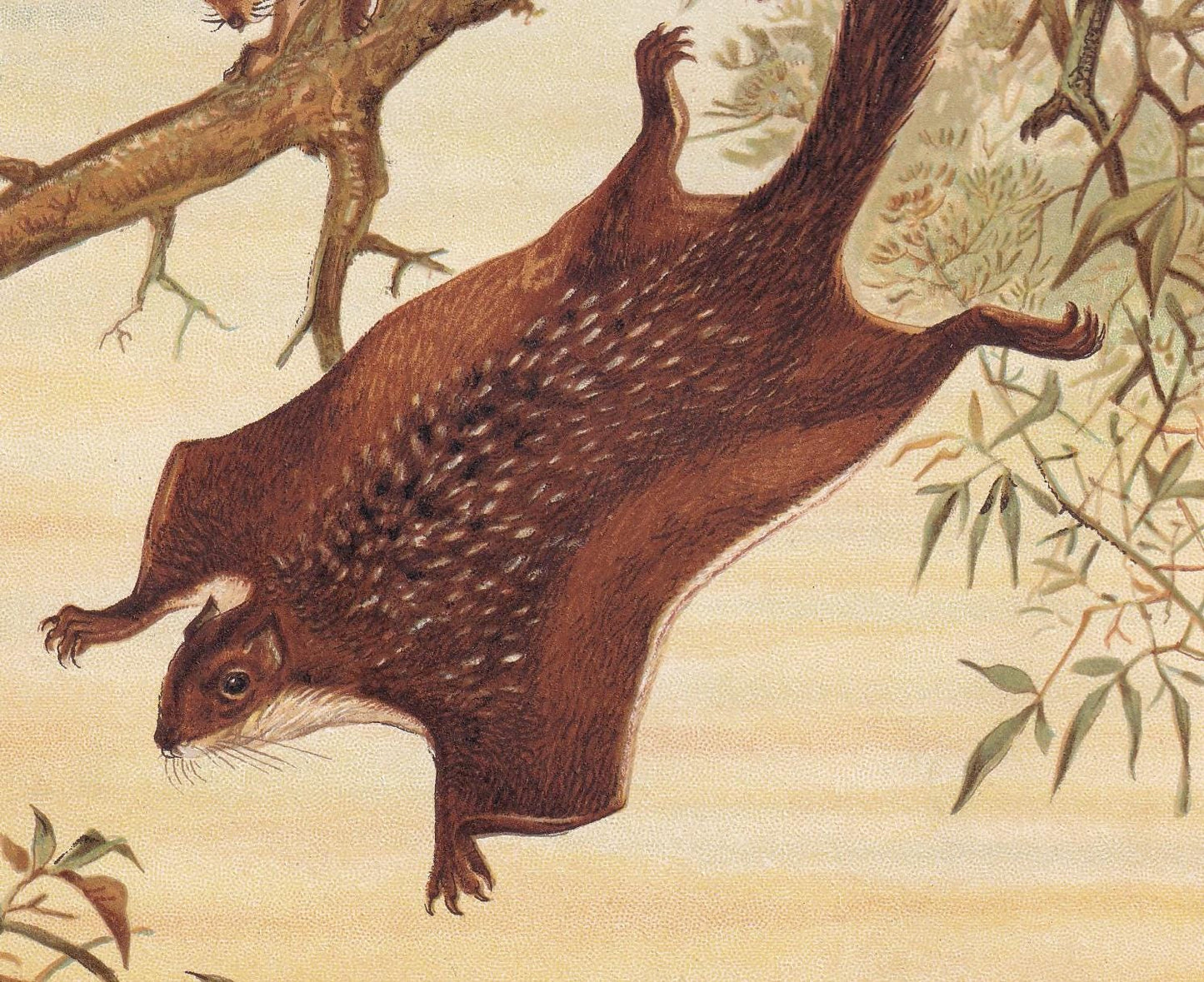 1894 FLYING SQUIRREL Print - 19th Century Antique Print - Animal Wall Art - Gift Decor - 6.75 x 10 Inches