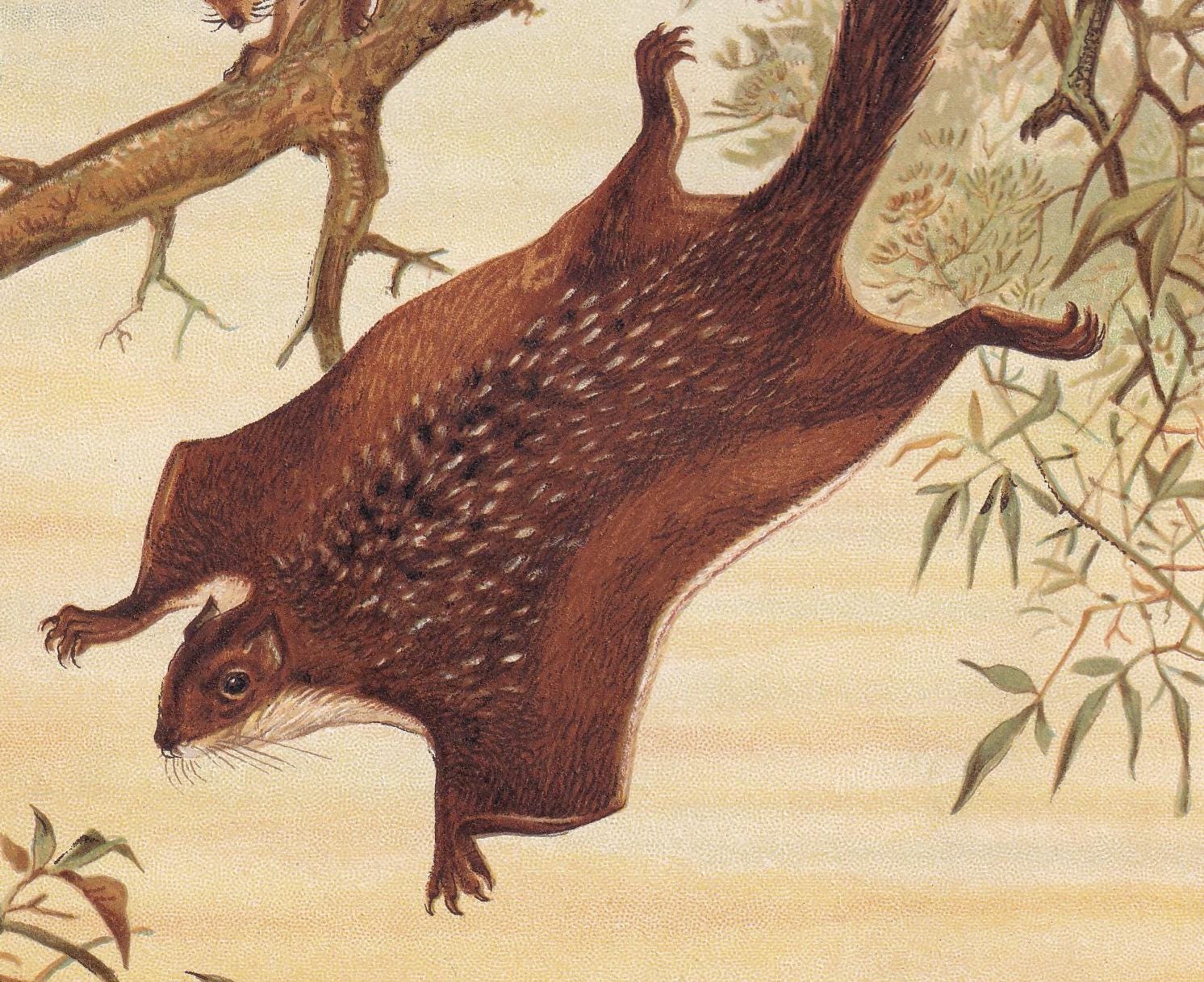 1894 FLYING SQUIRREL Print - 19th Century Antique Print - Animal Wall Art - Gift Decor - 6.75 x 10 Inches
