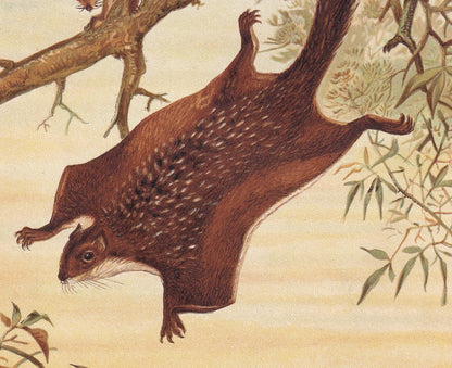 1894 FLYING SQUIRREL Print - 19th Century Antique Print - Animal Wall Art - Gift Decor - 6.75 x 10 Inches