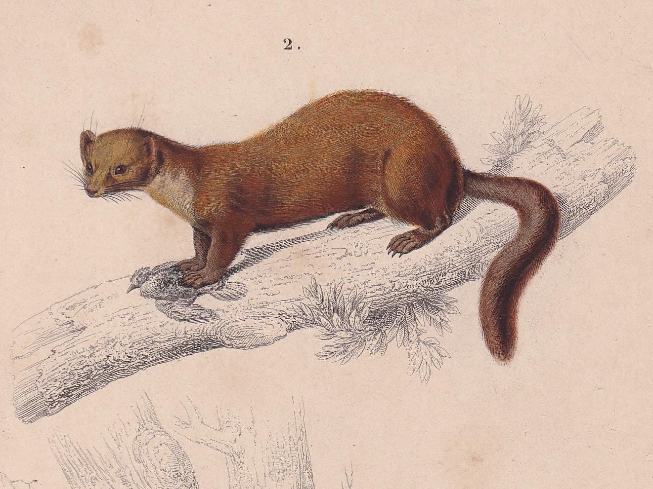 1861 BADGER & PINE MARTEN Print - Hand-Coloured Antique - Orbigny - Animal Wall Art - Gift Decor - 19th Century - 5.75 x 9.75 Inches