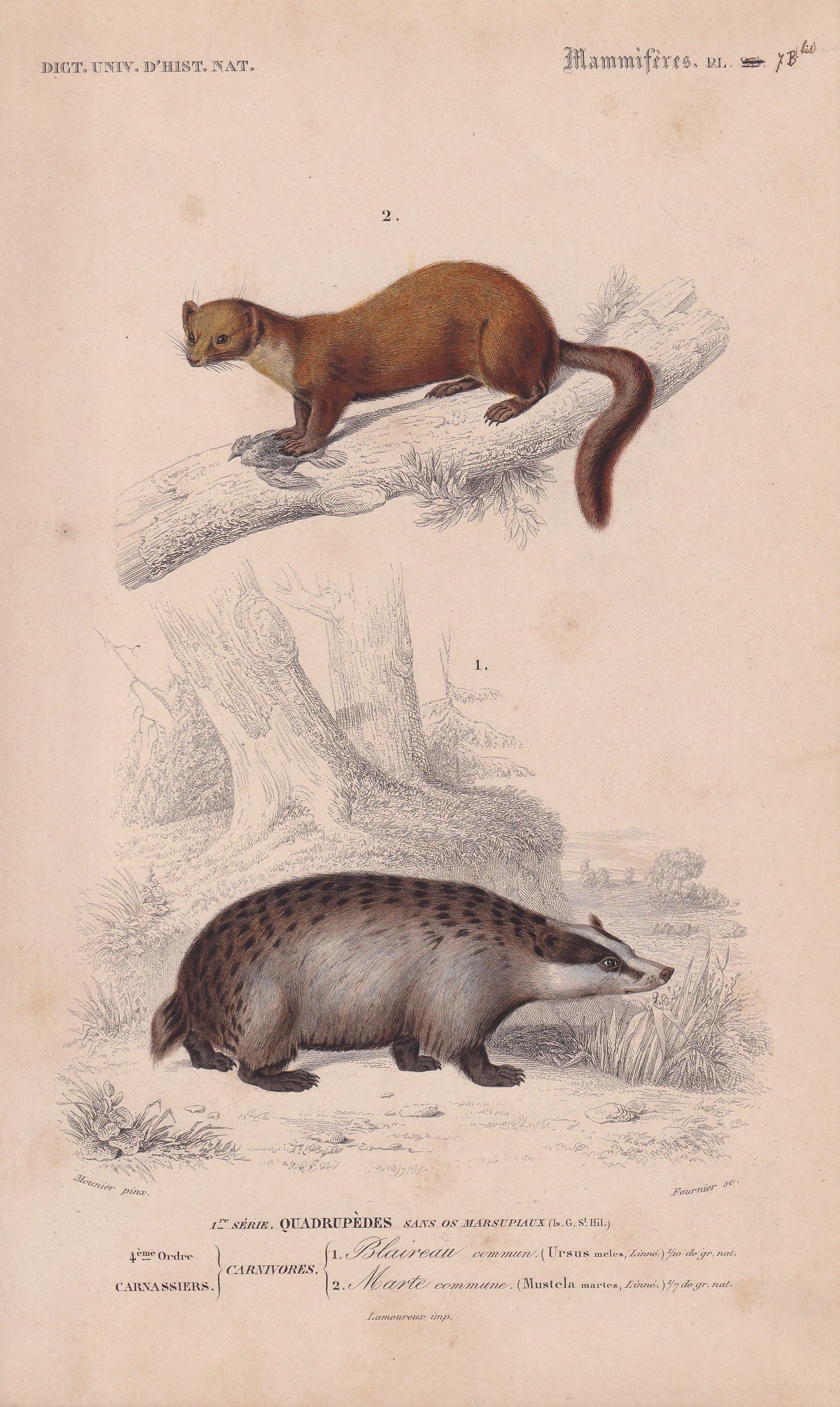1861 BADGER & PINE MARTEN Print - Hand-Coloured Antique - Orbigny - Animal Wall Art - Gift Decor - 19th Century - 5.75 x 9.75 Inches