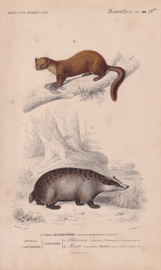 1861 BADGER & PINE MARTEN Print - Hand-Coloured Antique - Orbigny - Animal Wall Art - Gift Decor - 19th Century - 5.75 x 9.75 Inches