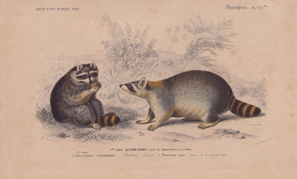 1861 RACCOON Print - Hand-Coloured Antique - Orbigny - Animal Wall Art - Gift Decor - 19th Century - 5.75 x 9.75 Inches