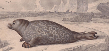 1861 HARBOUR SEAL Print - Hand-Coloured Antique - Orbigny - Animal Wall Art - Gift Decor - 19th Century - 5.75 x 9.75 Inches