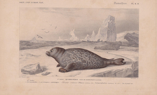 1861 HARBOUR SEAL Print - Hand-Coloured Antique - Orbigny - Animal Wall Art - Gift Decor - 19th Century - 5.75 x 9.75 Inches