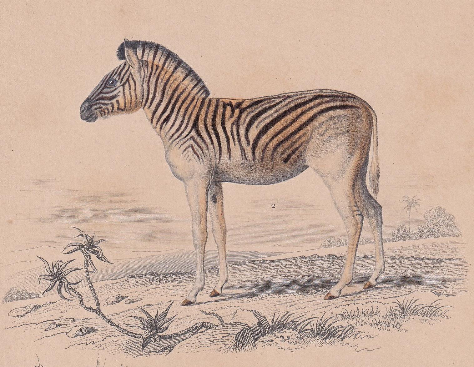 1861 ZEBRA & TAPIR Print - Hand-Coloured Antique - Orbigny - Animal Wall Art - Gift Decor - 19th Century - 5.75 x 9.75 Inches