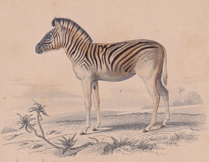 1861 ZEBRA & TAPIR Print - Hand-Coloured Antique - Orbigny - Animal Wall Art - Gift Decor - 19th Century - 5.75 x 9.75 Inches
