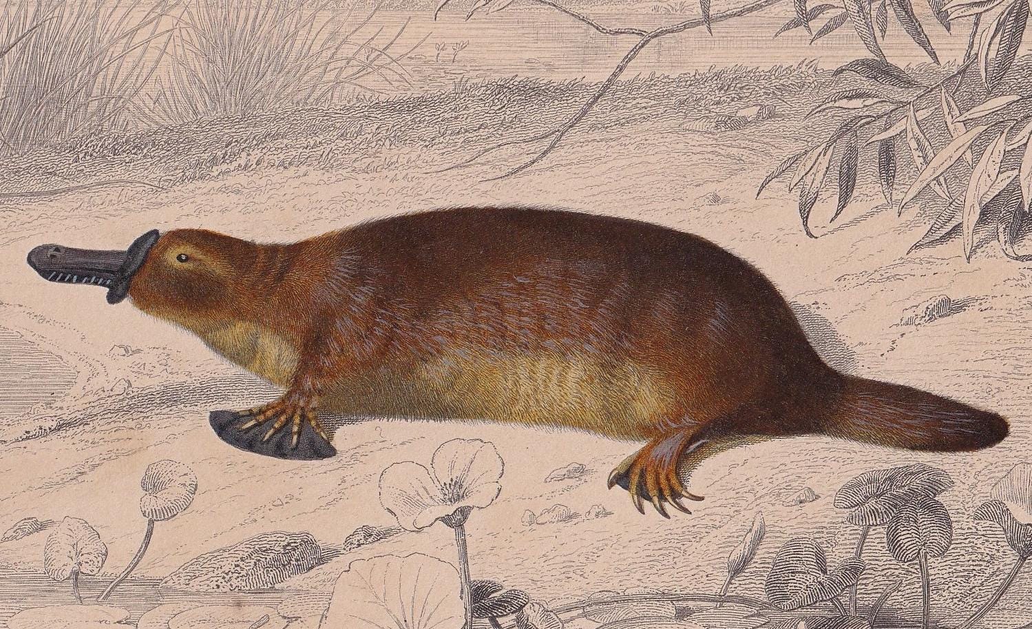 1861 DUCK-BILLED PLATYPUS Print - Hand-Coloured Antique - Orbigny - Animal Wall Art - Gift Decor - 19th Century - 5.75 x 9.75