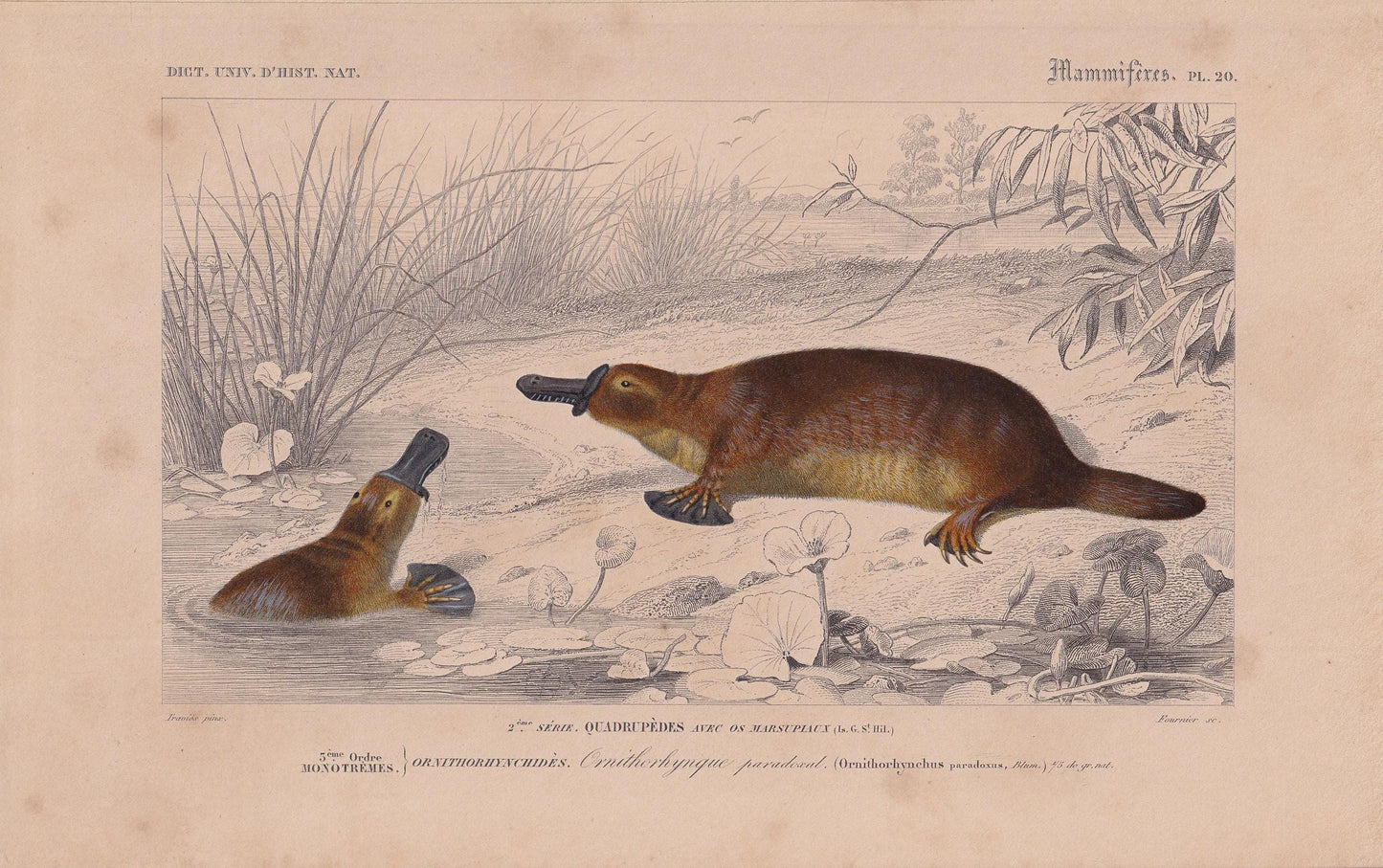 1861 DUCK-BILLED PLATYPUS Print - Hand-Coloured Antique - Orbigny - Animal Wall Art - Gift Decor - 19th Century - 5.75 x 9.75